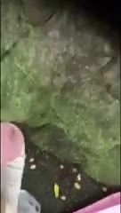 My Favourite Video #336