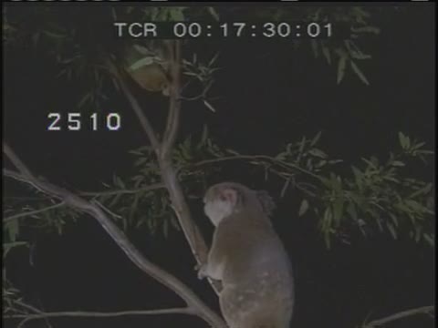 Animals hidden camera