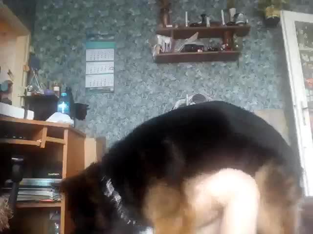 Cute sweet lolita preteen dog fuck fucks fucking sex porn lick licks licking hot animal zoo