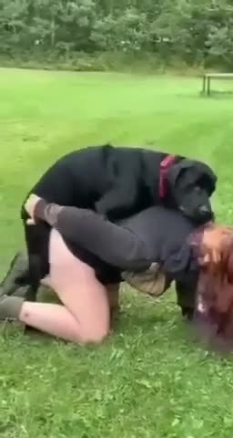 zoo porn