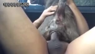 Animal porn the most wanted and exclusive animal porn and bestiality videos