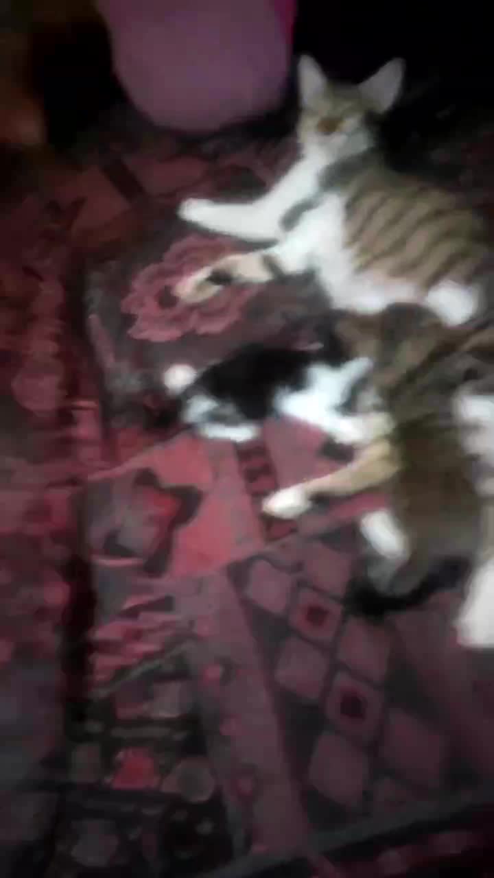 zoo porn